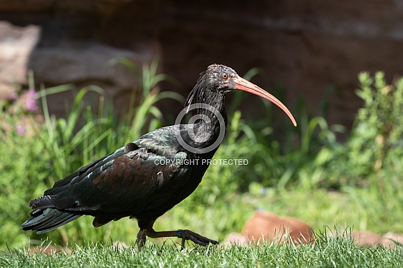 Northern bald ibis Northern bald ibis