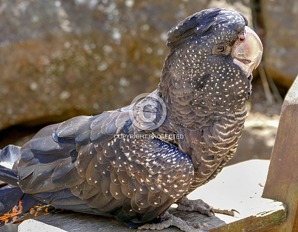 Red-tailed black cockatoo