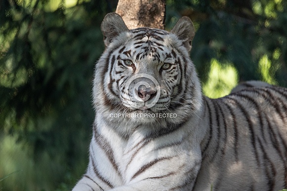 White Bengal Tiger
