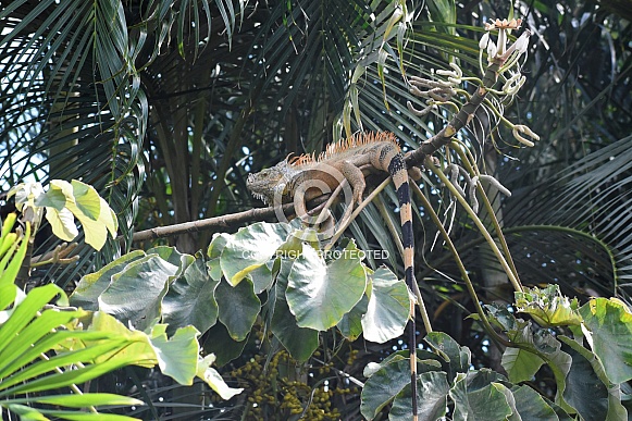 Orange Iguana in the jungle