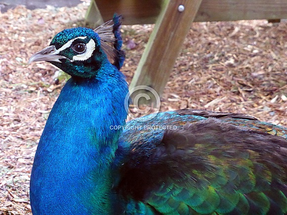 Male Peacock Male Peacock