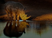White Rhino Drinking