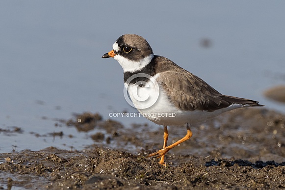 Semipalmated Plover Closeup