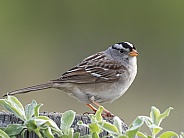 White-crowned Sparrow Portrait