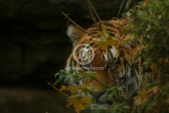Amur Tiger Hiding In Bush Just Visible