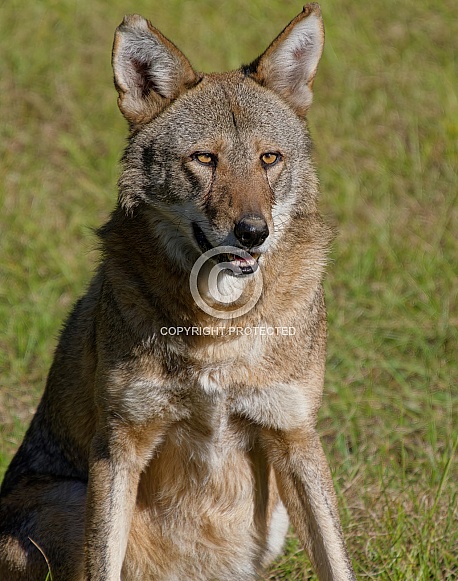 Red Wolf