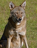 Red Wolf