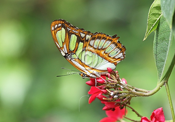Malachite Butterfly Malachite Butterfly