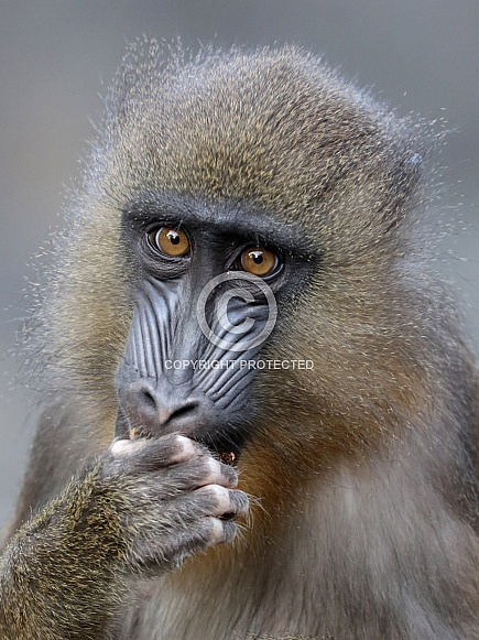 Mandrill (Mandrillus sphinx) Mandrill (Mandrillus sphinx)