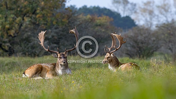 Fallow Deer Fallow Deer