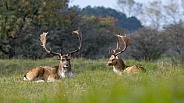 Fallow Deer