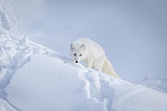 Arctic Fox in heavy snow