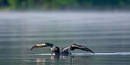 Common Loon (Gavia immer)
