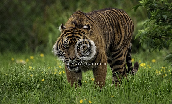 Sumatran Tiger Walking Full Body Shot