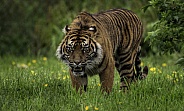 Sumatran Tiger Walking Full Body Shot