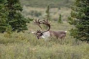 The reindeer or caribou (Rangifer tarandus)