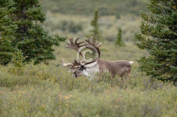 The reindeer or caribou (Rangifer tarandus) The reindeer or caribou (Rangifer tarandus)