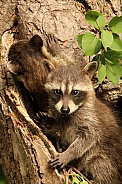 Baby raccoon siblings sitting in a tree