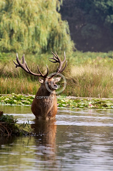 Red Deer Stag during the rutting season