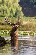 Red Deer Stag during the rutting season