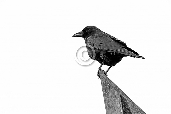 Carrion crow (Corvus corone)