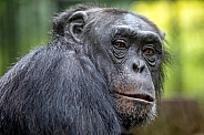 Chimpanzee (Pan troglodytes)