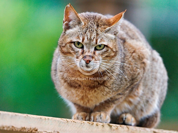 Wild Cat