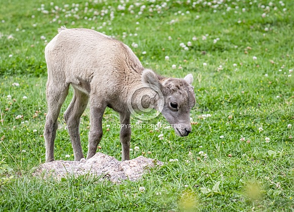Bighorn