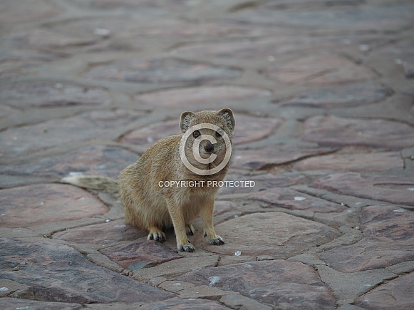 Yellow Mongoose Yellow Mongoose