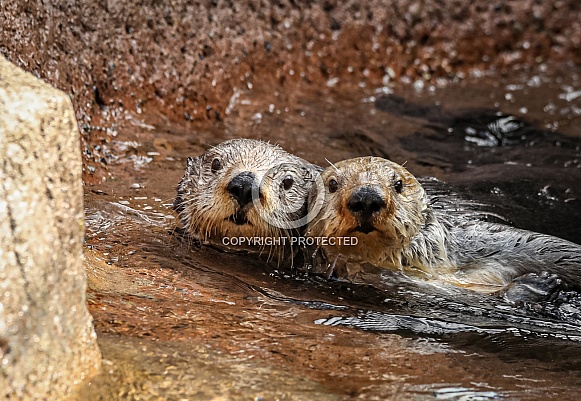 Sea Otters