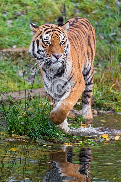 Amur Tiger