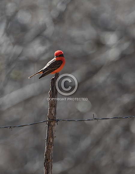 Male Vermilion Flycatcher