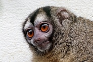 The gray-handed night monkey (Aotus griseimembra)