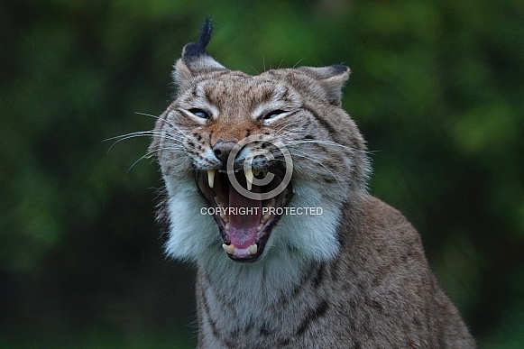 Eurasian Lynx