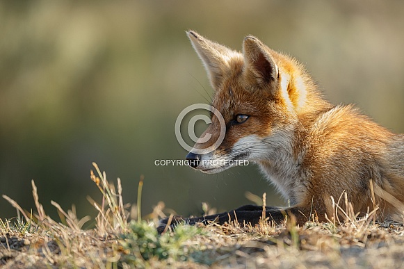 Red fox Red fox