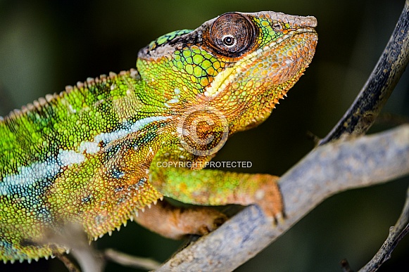 Chameleon Chameleon