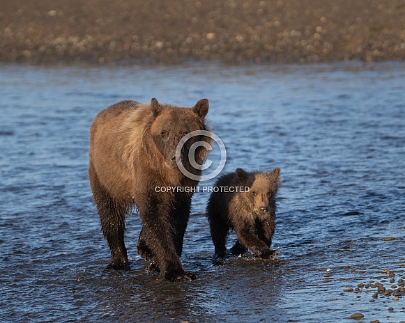 Mother bear and her cub walking through water Mother bear and her cub walking through water