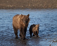 Mother bear and her cub walking through water
