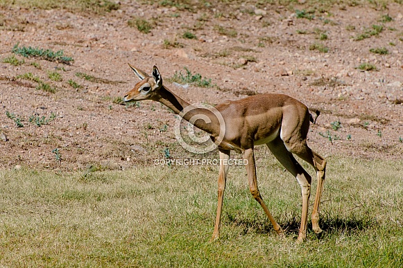Gerenuk Gerenuk