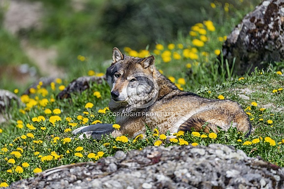 Wolf among flowers