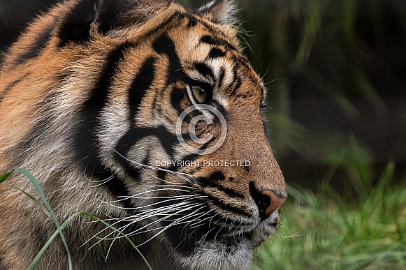 Sumatran Tiger Profile Shot