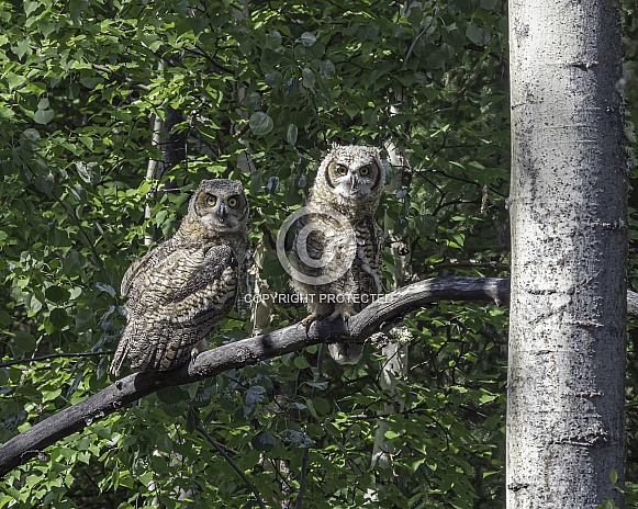 Great Horned Owl Fledglings