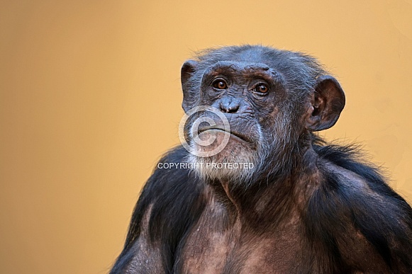 Chimpanzee (Pan troglodytes)
