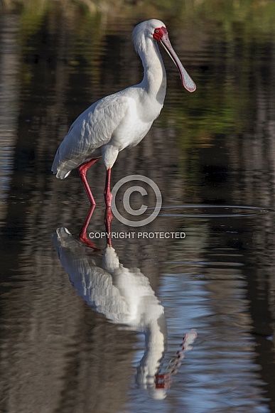 African Spoonbill - Okavango Delta