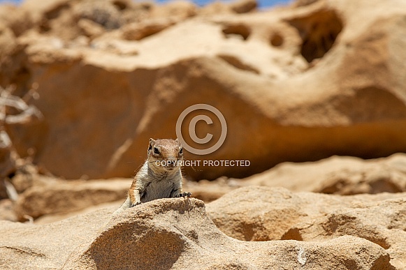Barbary ground squirrel Barbary ground squirrel