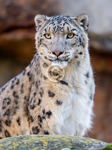 Snow Leopard Snow Leopard