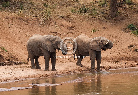 African Elephants Drinking African Elephants Drinking
