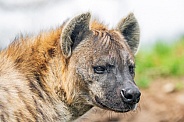 Profile of a hyena