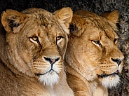 Lion (Panthera Leo)