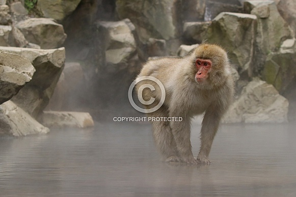 Snow monkey in hot spring